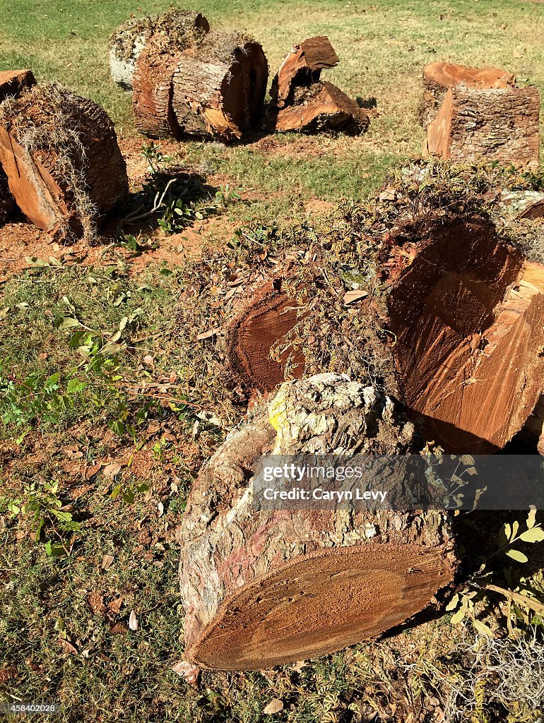 Overhanging Oak Removed on TPC Sawgrass Stadium Course's 6th Hole