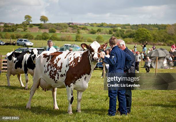 las vacas lecheras, de clase a los agricultores dalry mostrar 2010 - livestock show fotografías e imágenes de stock