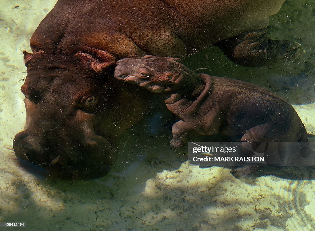 US-ANIMAL-BABY HIPPOPOTAMUS