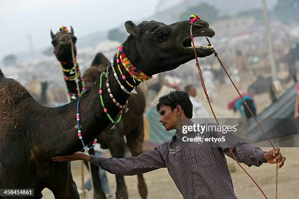 camel market - offspring culture tourism festival stock pictures, royalty-free photos & images