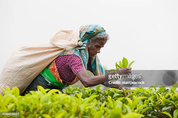tea picker in sri lanka - fair trade stock pictures, royalty-free photos & images