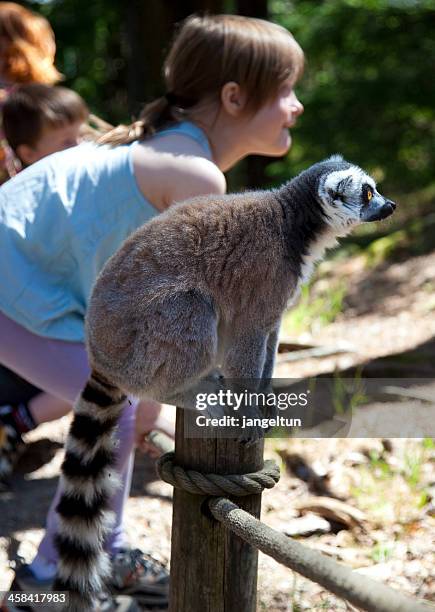 lemur and girl posing - lemur stockfoto's en -beelden