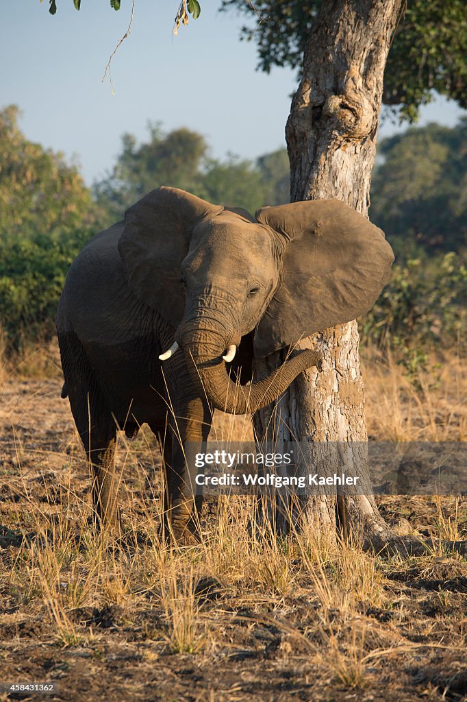 African elephant (Loxodonta africana) scratching himself on...