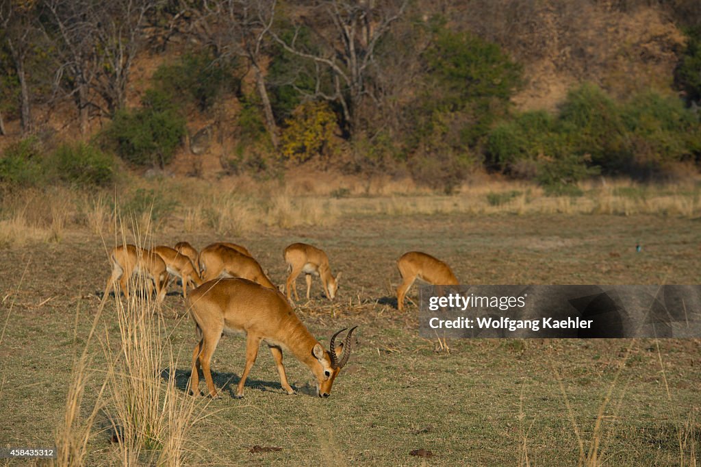 Puku (Kobus vardonii) antelopes in South Luangwa National...