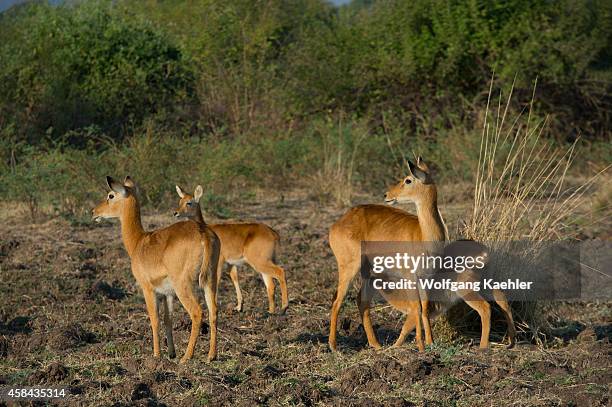 Puku baby nursing in South Luangwa National Park in eastern Zambia.