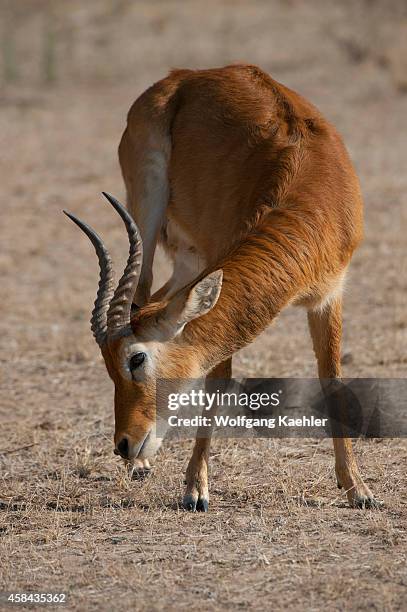 Puku male in South Luangwa National Park in eastern Zambia is scratching its face with a hoof.