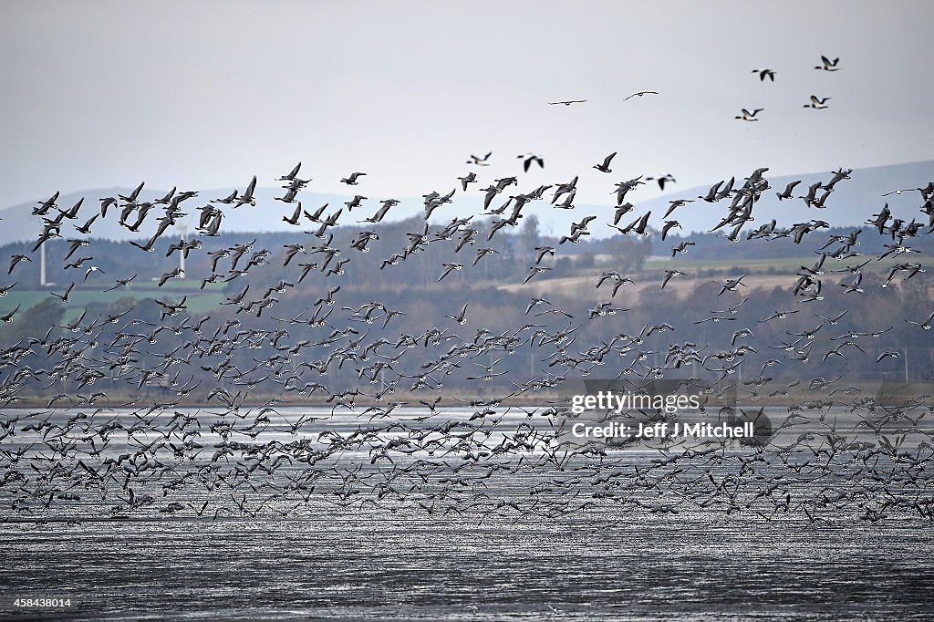 Pink-Footed Geese Flock To Montrose Basin