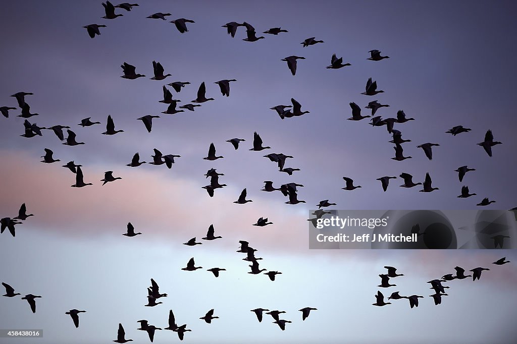 Pink-Footed Geese Flock To Montrose Basin