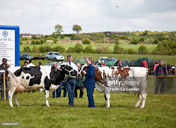 dos dairy farmers mostrando sus vacas-dalry abierto show - livestock show fotografías e imágenes de stock