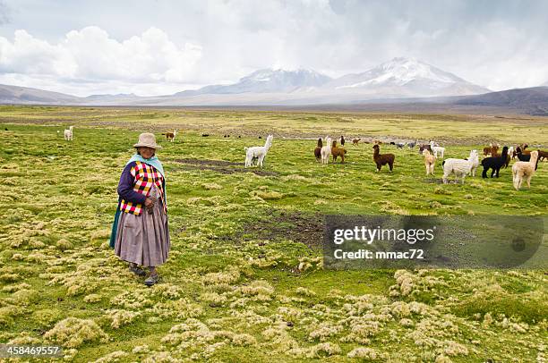 shepherd dans le parc national de sajama - oruro photos et images de collection