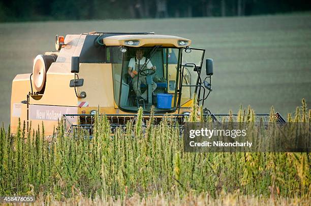 harvester lavorando su un campo di canapa - canapa foto e immagini stock