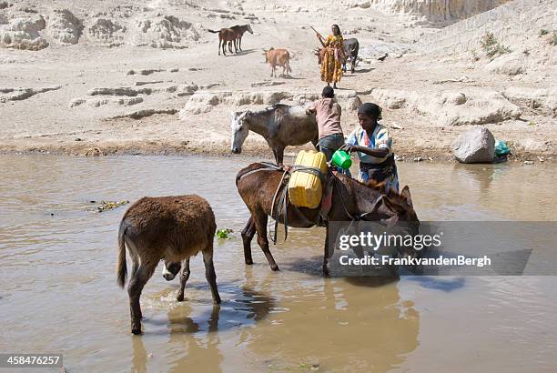 woman filling jerrycans tied on the back of a donkey - ass boy stock pictures, royalty-free photos & images