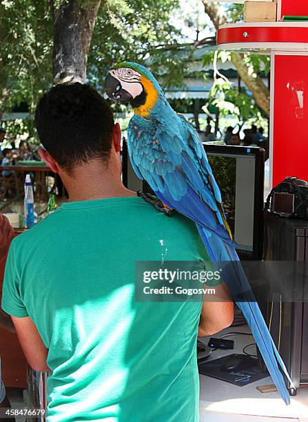 man with parrot - parrot shoulder stock pictures, royalty-free photos & images