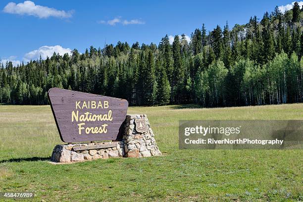 kaibab national forest - kaibab national forest stock pictures, royalty-free photos & images