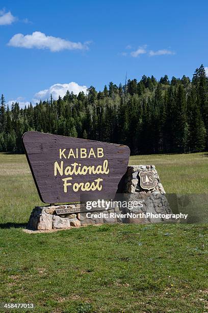 kaibab national forest - kaibab national forest stock pictures, royalty-free photos & images