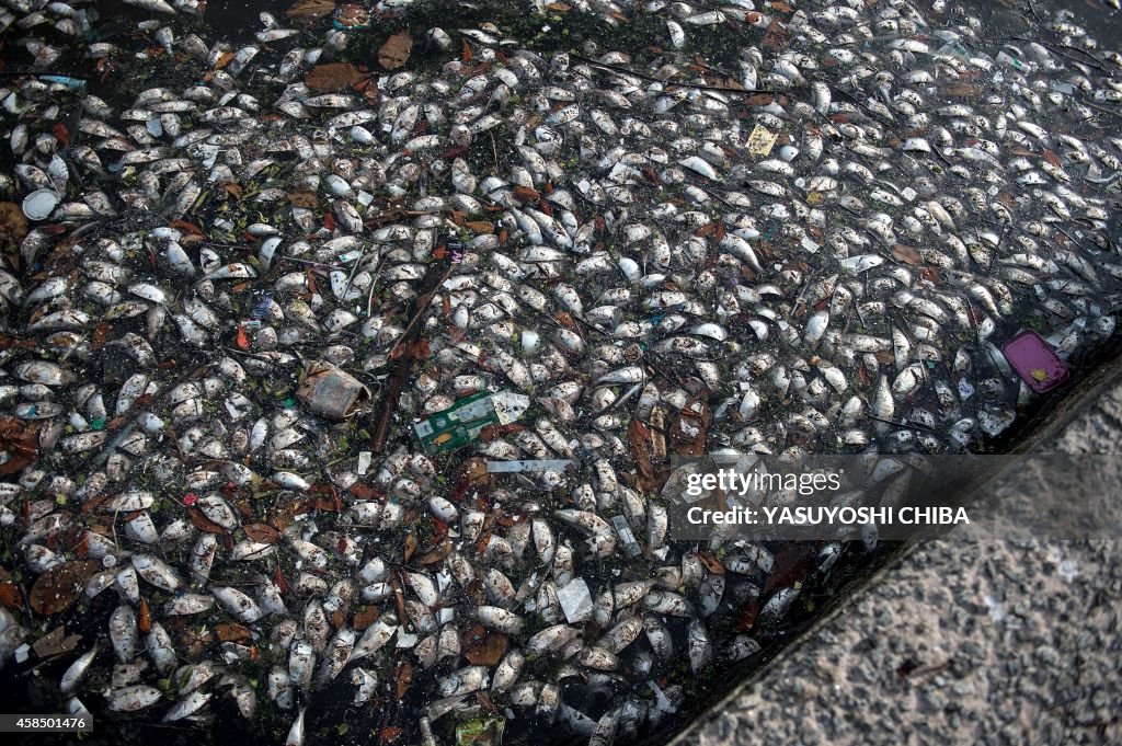 BRAZIL-GUANABARA-FISH