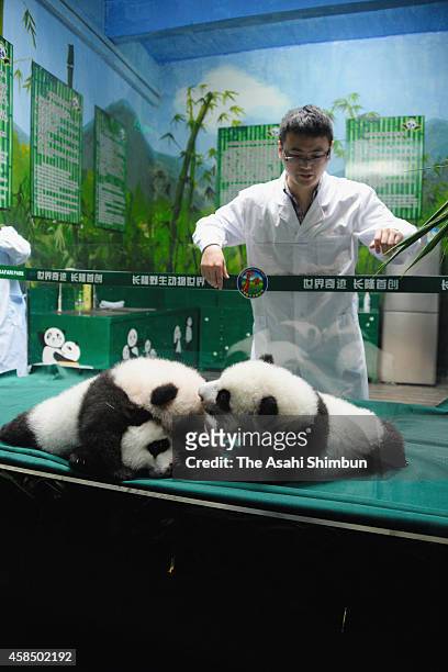 Giant panda triplets are seen at Chimelong Safari Park on November 5, 2014 in Guangzhou, China. The world's only giant panda triplets open to public...