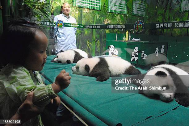 Children watch giant panda triplets at Chimelong Safari Park on November 5, 2014 in Guangzhou, China. The world's only giant panda triplets open to...