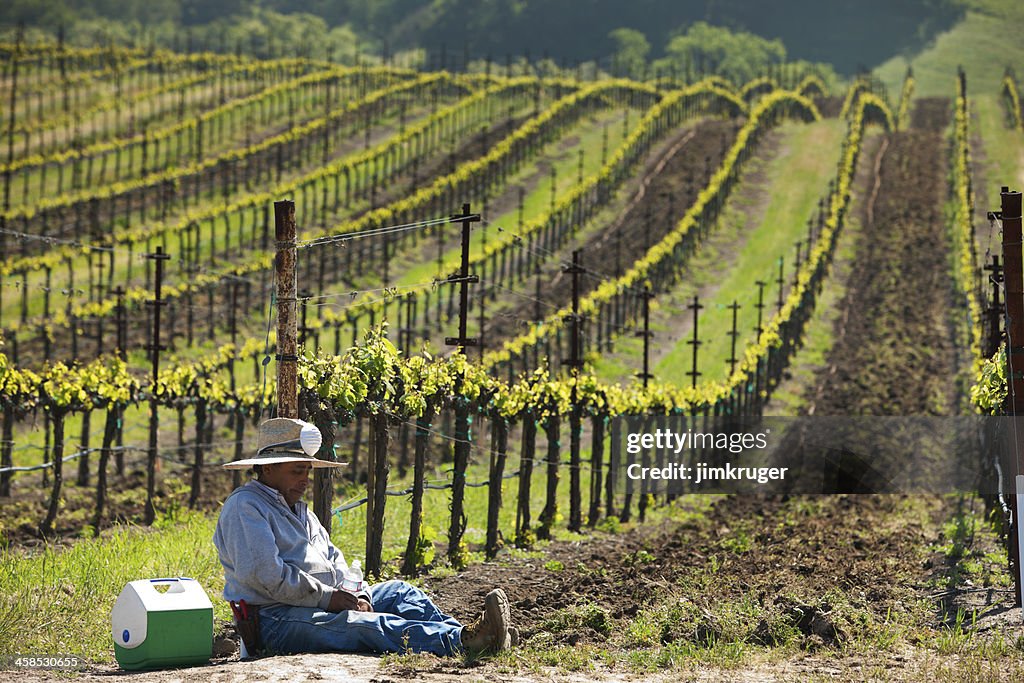 Spring in Napa Valley, California.