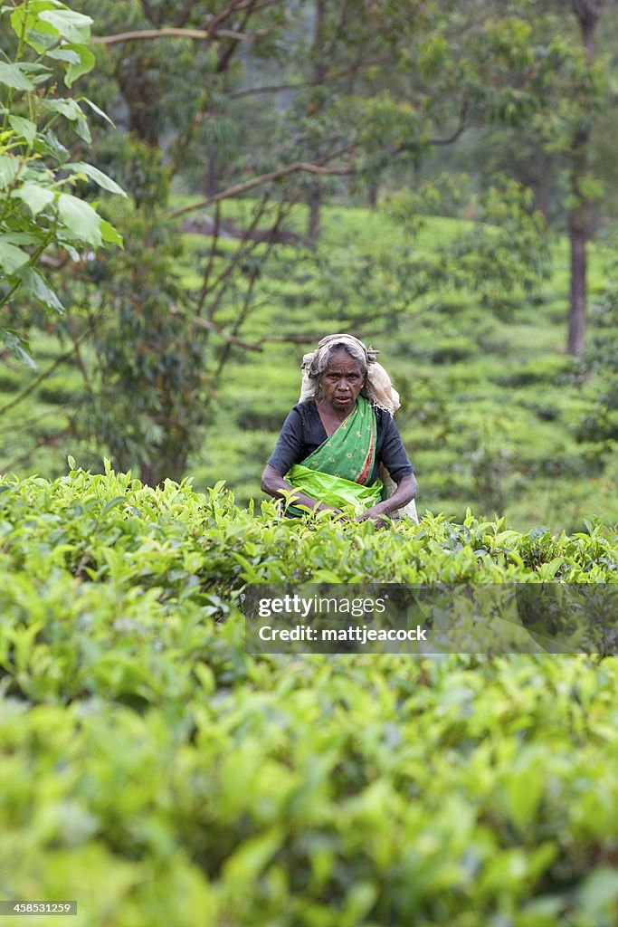 Selector de té de Sri Lanka
