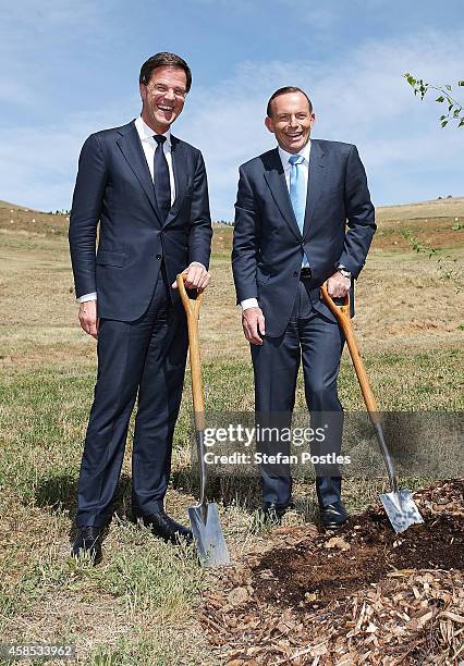Netherlands Prime Minister Mark Rutte and Australian Prime Minister Tony Abbott pose for media while planting a silver birch tree at the National...