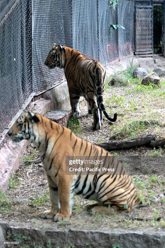 Indian Tiger at Nehru Zoological park at Hyderabad...