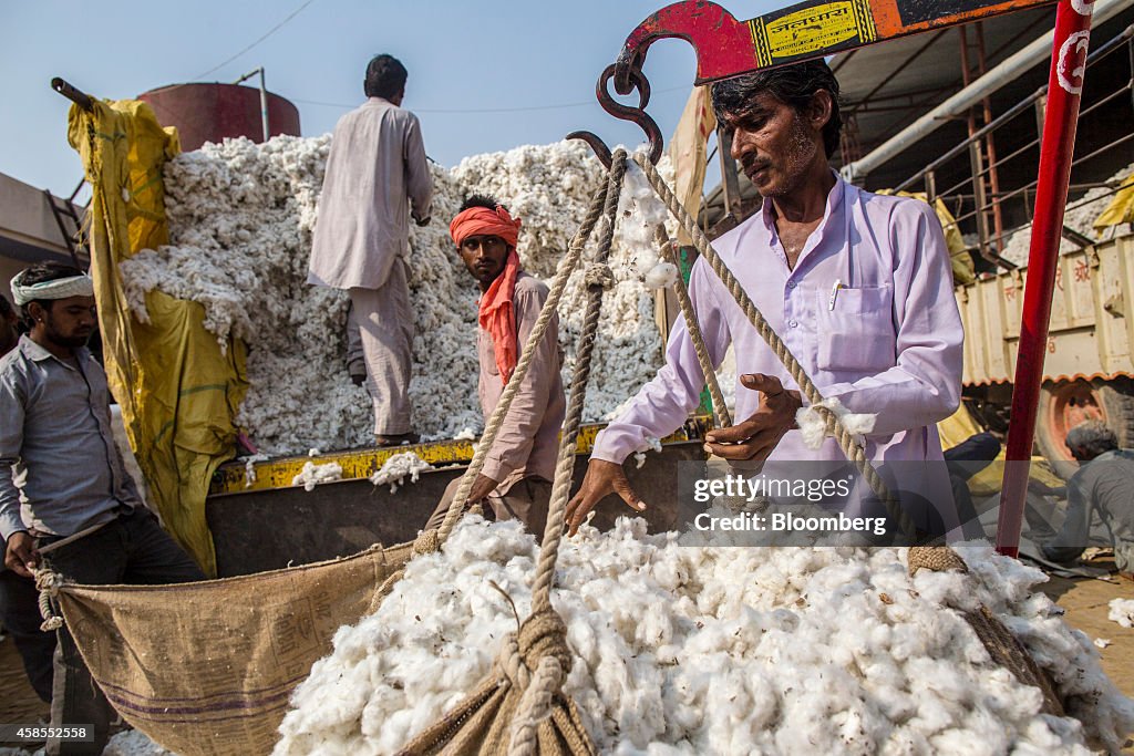 Cotton Harvest, Auction And Mill As India Heads For A Record Crop