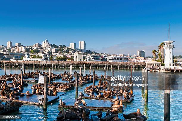 san francisco sealions on fisherman's wharf california isa - pier 39 stockfoto's en -beelden