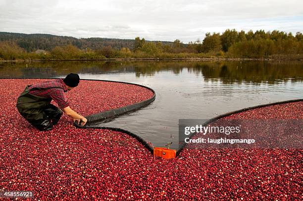 cranberry harvest - langley british columbia stock-fotos und bilder