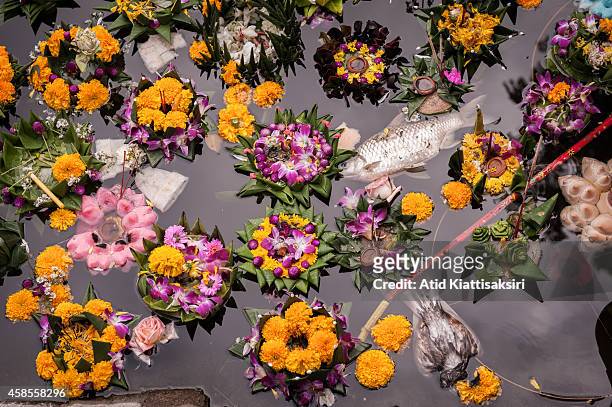 Dead animals float alongside krathongs in Chiang Mai's moat one day after the Loy Kratong Festival. Every year, about 600 tons of Krathong are...