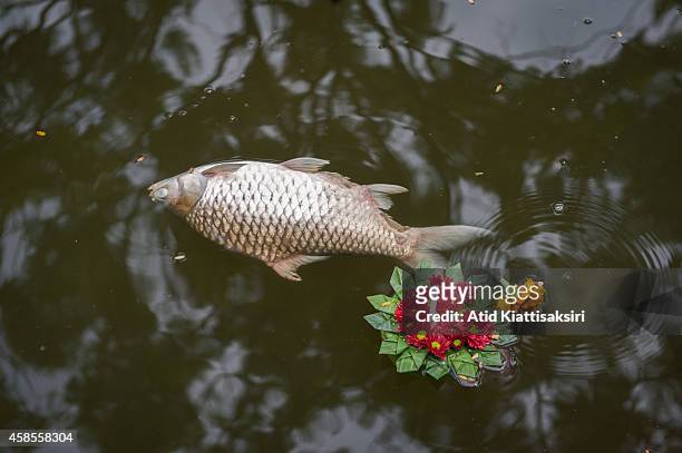 Dead fish floats next to a krathong in Chiang Mai's moat, one day after the Loy Krathong Festival in Chiang Mai. Every year, about 600 tons of...