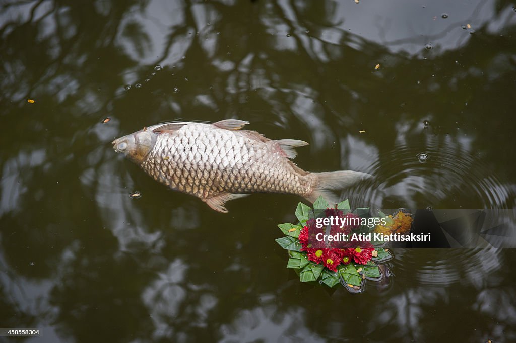 Loy Krathong Festival Causes River Pollution