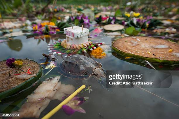 Dead turtle floats amongst krathongs in the Ping river after the Loy Krathong Festival in Chiang Mai. Every year, about 600 tons of Krathong are...