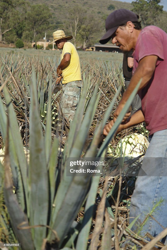 Blue agave harvesting