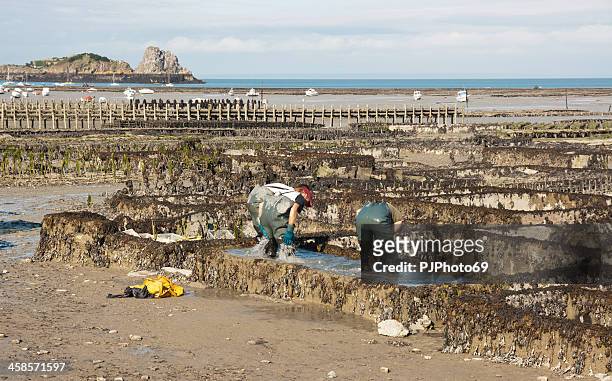 cancale - oysters and mussels farm's - cancale stock pictures, royalty-free photos & images