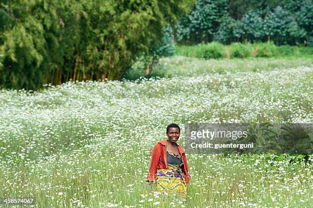 woman is working on a pyrethrum field, rwanda, africa - pyrethrum stock pictures, royalty-free photos & images