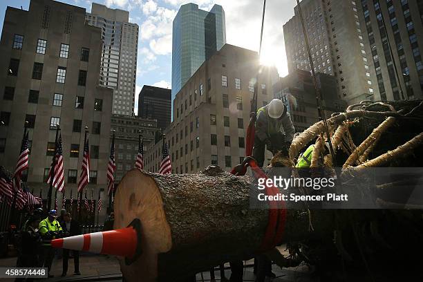 Workers secure the Rockefeller Center's Christmas tree, an 85-foot Norway spruce from central Pennsylvania, before it is hoisted onto a platform on...