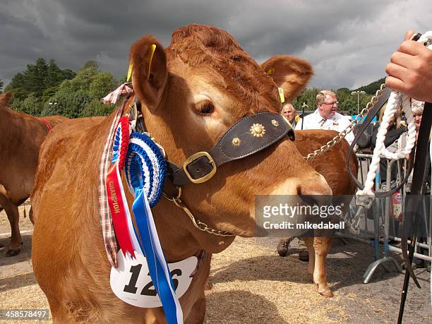 champion limousin heifer - animal win stockfoto's en -beelden