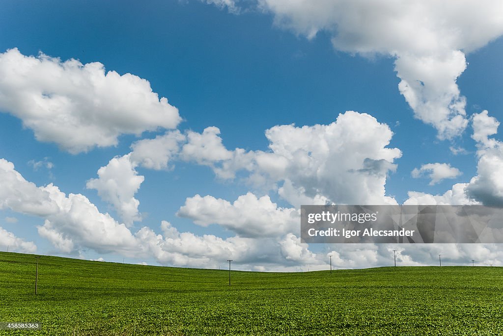 Soybean Fields in Brazil