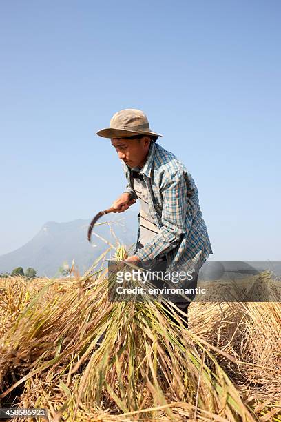 harvesting rice. - sickle stock pictures, royalty-free photos & images