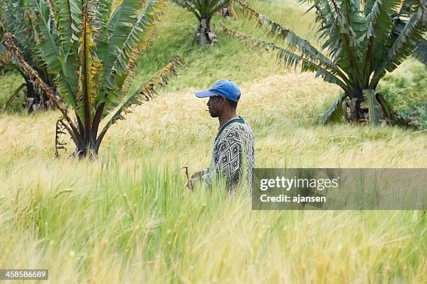 ethiopian farmer cutting, harvesting wheat - wheat stock pictures, royalty-free photos & images