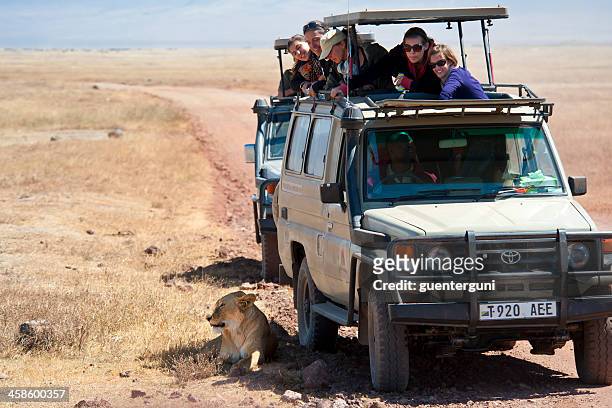safari touristen bei einer löwin, ngorongorokrater, tansania - serengeti national park lions stock-fotos und bilder