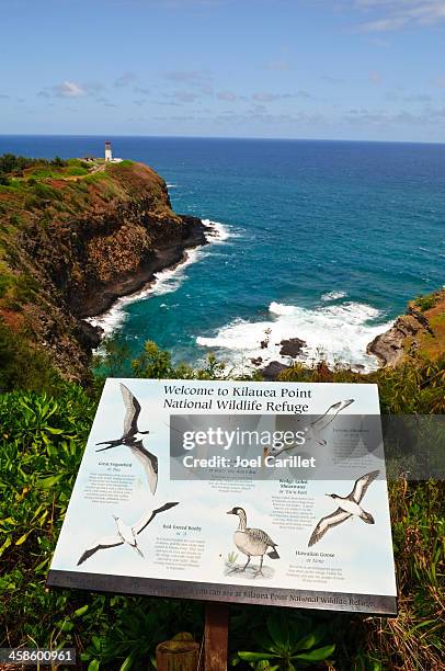 kilauea point national wildlife refuge - sula vogelgattung stock-fotos und bilder