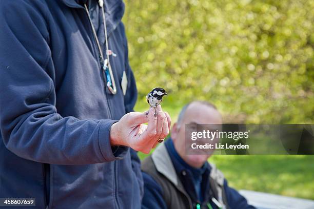 Bird Ringing England British Birdwatching Fair Photos and Premium High Res Pictures - Getty ...
