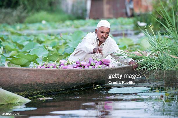 indian with eggplants in shikara - dal lake stock pictures, royalty-free photos & images