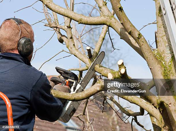 pruning a tree in spring - prunes stock pictures, royalty-free photos & images