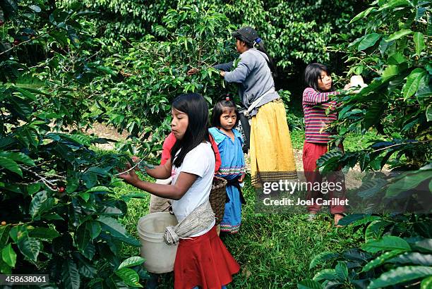 children harvesting coffee - child labour stock pictures, royalty-free photos & images