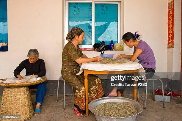 women picking the coffee beans - yunnan province stock pictures, royalty-free photos & images