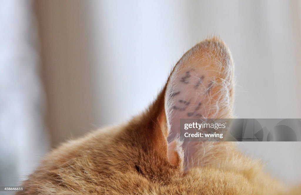 Cat Identification Tattoo