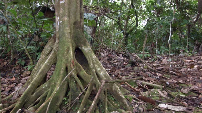 Stilt Roots Inrainforest 467 Stilt Tree Stock Videos, Footage, & 4K Video Clips - Getty Images
